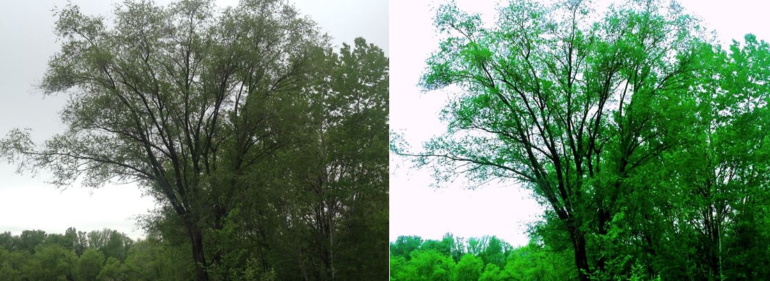 Left: Original photo; Right: after playing with the pallet options